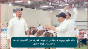 مزاد مثير لبيع 14 خروفاً في الكويت.. تعرف على تفاصيل الحدث والأسباب وراء الجدل